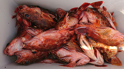 松本釣船２ 釣果