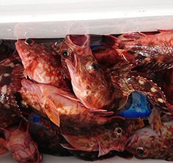 松本釣船２ 釣果