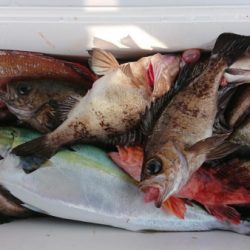 オーフリー 釣果