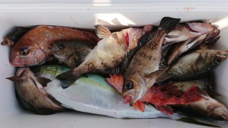 オーフリー 釣果