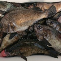 オーフリー 釣果