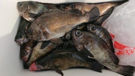 オーフリー 釣果