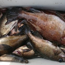 オーフリー 釣果