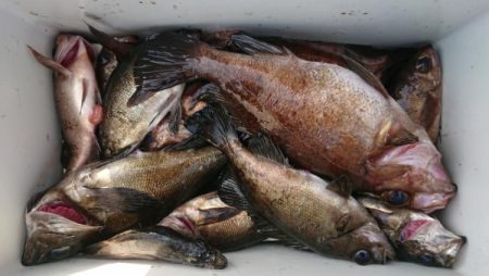 オーフリー 釣果