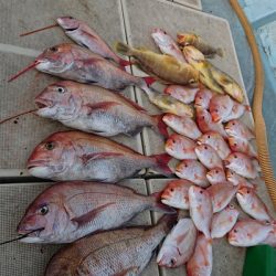 旭星釣りセンター 釣果