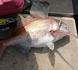 旭星釣りセンター 釣果