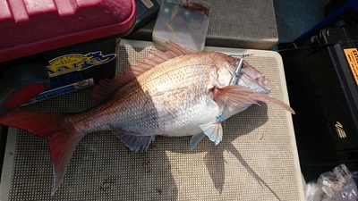 旭星釣りセンター 釣果
