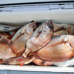 松本釣船２ 釣果