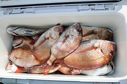 松本釣船２ 釣果