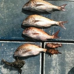 フィッシングガイド りょう 釣果