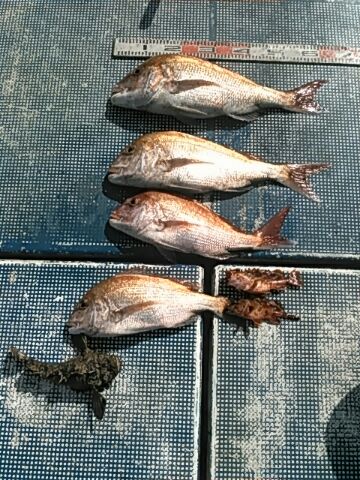 フィッシングガイド りょう 釣果