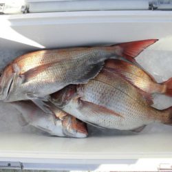 大進丸（新潟） 釣果