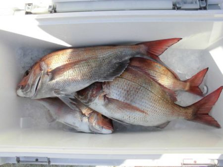 大進丸（新潟） 釣果