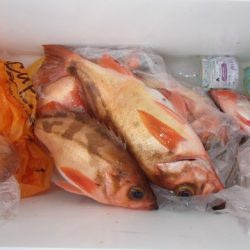 第二むつ漁丸 釣果