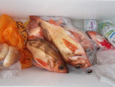 第二むつ漁丸 釣果