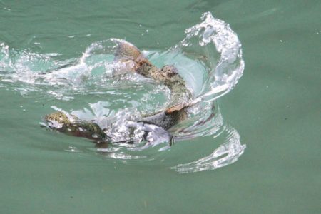 小菅トラウトガーデン 釣果