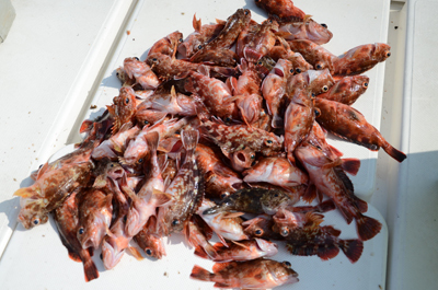 Marine T Design　マリンティ…