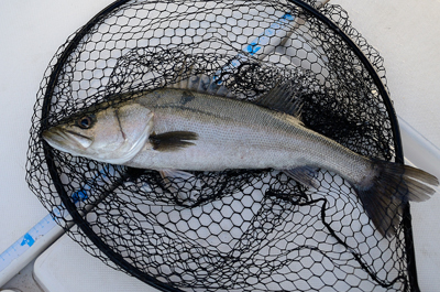 Marine T Design　マリンティ…