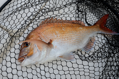 Marine T Design　マリンティ…