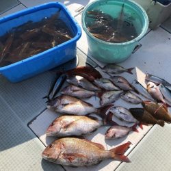 ふじしめ丸 釣果