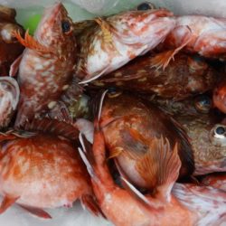 遊漁船 幸友丸 釣果