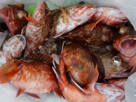 遊漁船 幸友丸 釣果