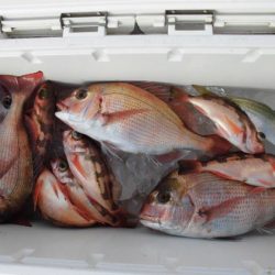 大進丸(新潟) 釣果