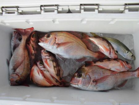 大進丸(新潟) 釣果