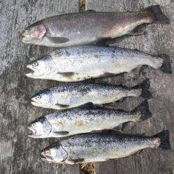 高萩ふれあいの里フィッシングエリア 釣果