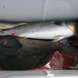 しば渡船 釣果