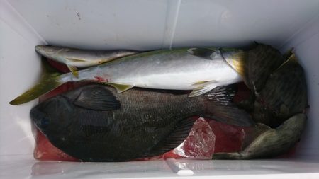 しば渡船 釣果