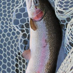 小菅トラウトガーデン 釣果