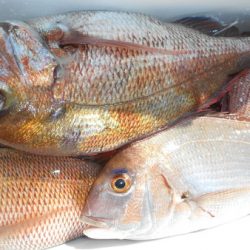 こうゆう丸 釣果