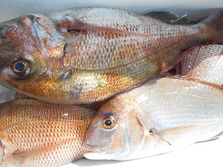 こうゆう丸 釣果