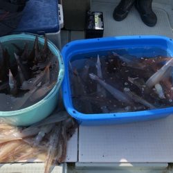 ふじしめ丸 釣果