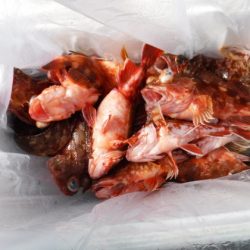 遊漁船 幸友丸 釣果