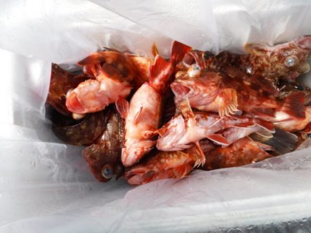 遊漁船 幸友丸 釣果