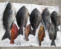 第八有漁丸 釣果