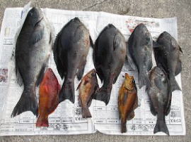 第八有漁丸 釣果