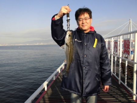 尼崎市立魚つり公園 釣果