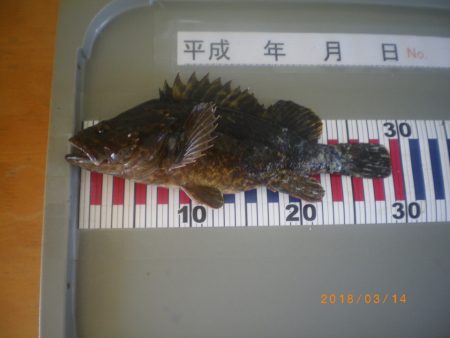 姫路市立遊魚センター 釣果