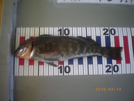 姫路市立遊魚センター 釣果