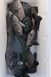 伊豆下田フィッシング 釣果