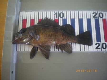 姫路市立遊魚センター 釣果