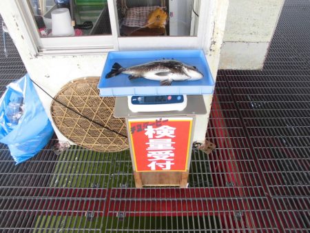 尼崎市立魚つり公園 釣果