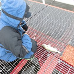 尼崎市立魚つり公園 釣果