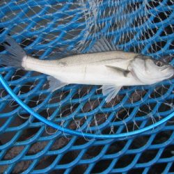 オリジナルメーカー海づり公園(市原市海づり施設) 釣果
