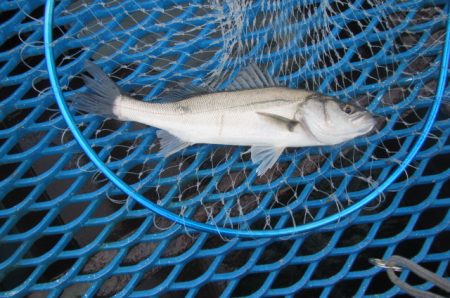オリジナルメーカー海づり公園(市原市海づり…