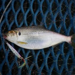 オリジナルメーカー海づり公園(市原市海づり施設) 釣果