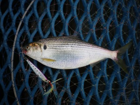 オリジナルメーカー海づり公園(市原市海づり施設) 釣果